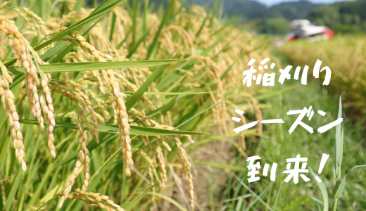早期米稲刈りシーズン到来！ やっぱり新米は美味しい！